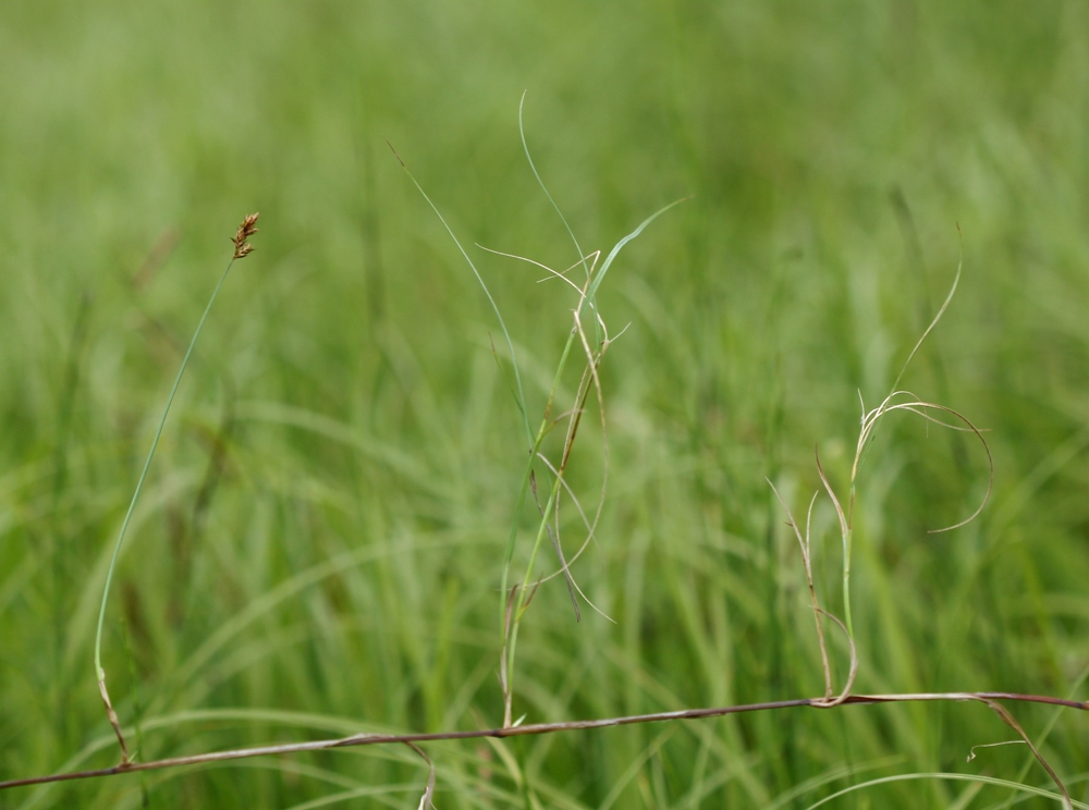 Изображение особи Carex pseudocuraica.