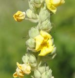 genus Verbascum