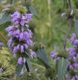 Phlomoides tuberosa