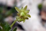 Saxifraga moschata