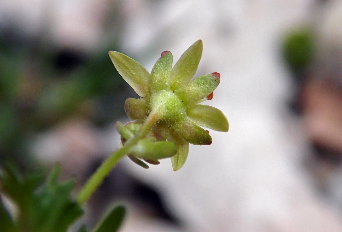 Изображение особи Saxifraga moschata.