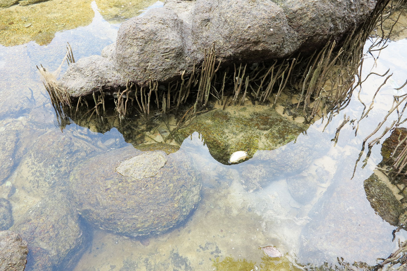 Image of genus Rhizophora specimen.