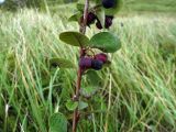Cotoneaster melanocarpus