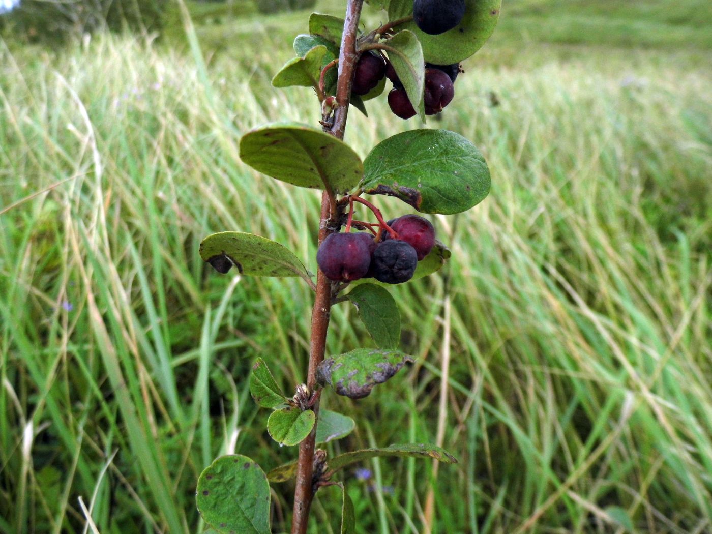 Image of Cotoneaster melanocarpus specimen.