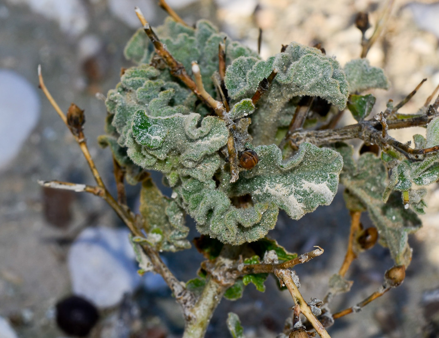 Image of Verbascum jordanicum specimen.