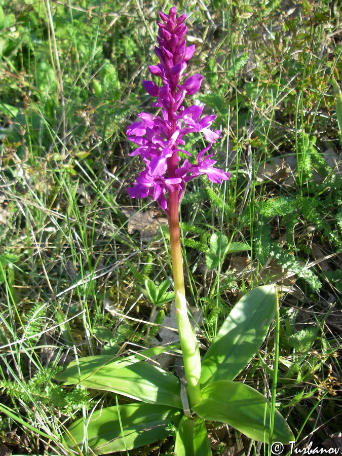 Изображение особи Orchis mascula.