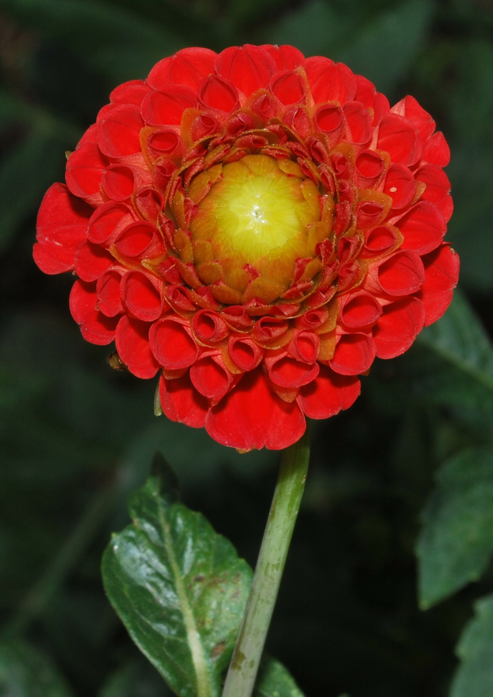 Image of Dahlia &times; cultorum specimen.