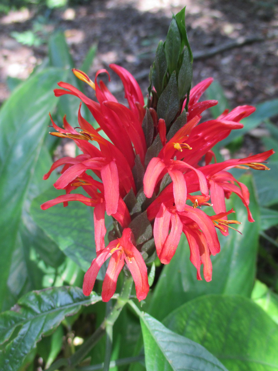 Изображение особи Aphelandra jacobinioides.