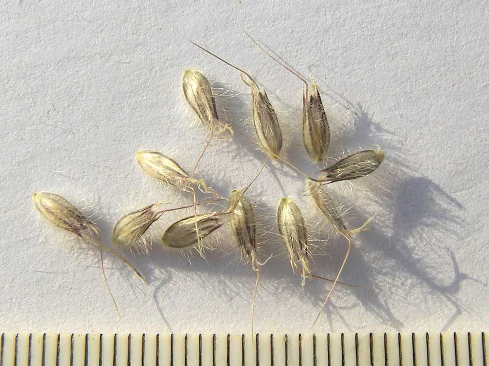 Image of Alopecurus glacialis specimen.