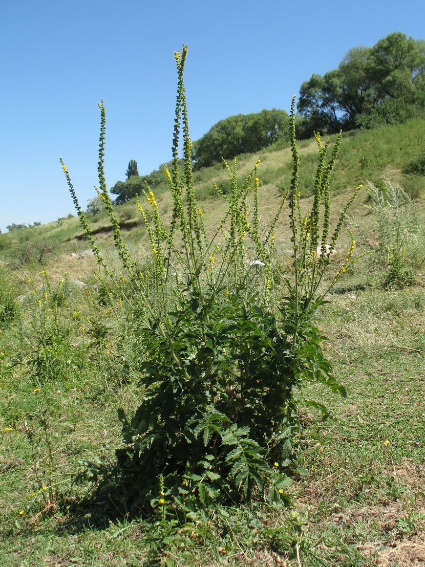 Изображение особи Agrimonia asiatica.