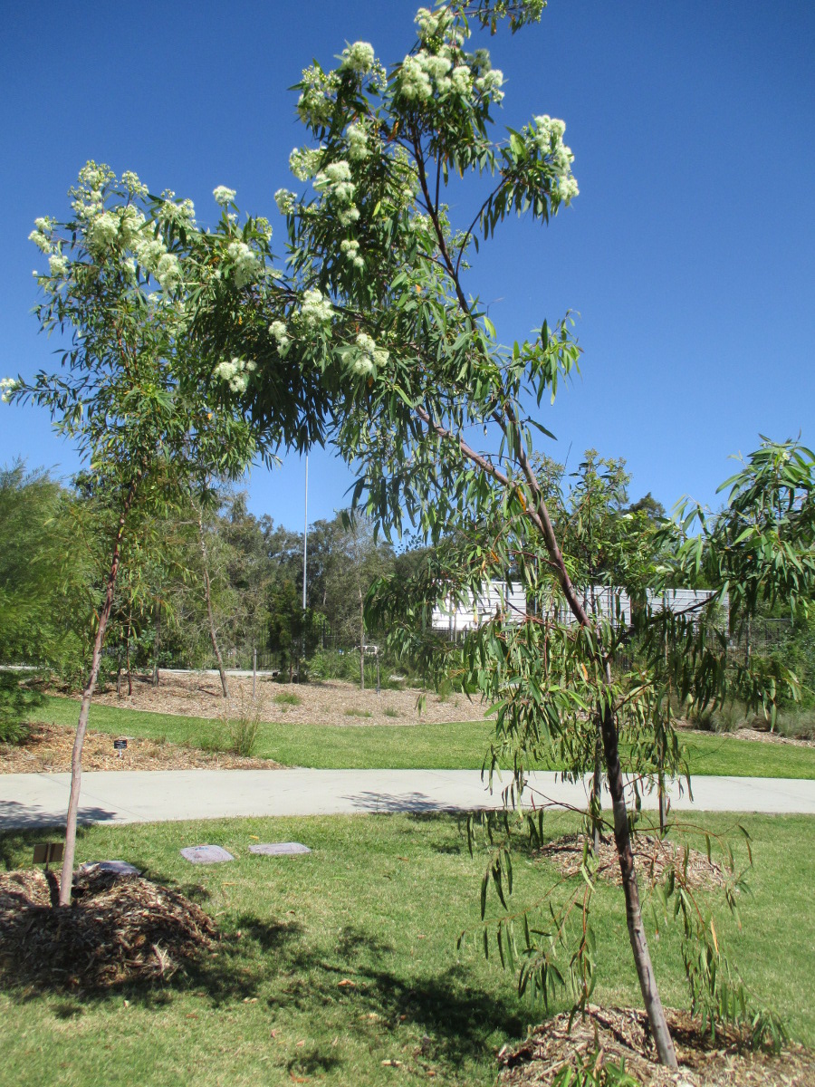 Изображение особи Eucalyptus curtisii.