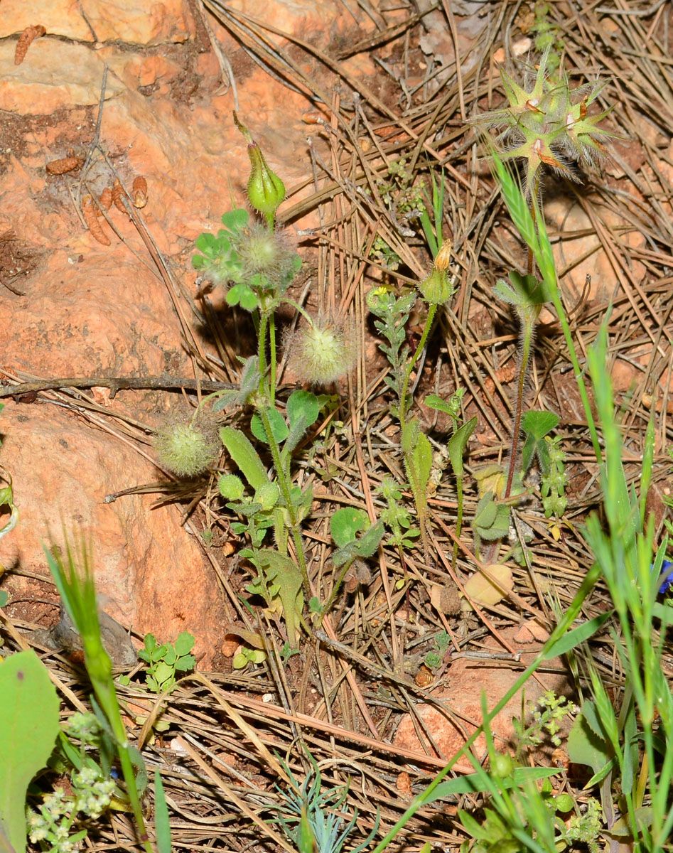 Изображение особи Trifolium pilulare.