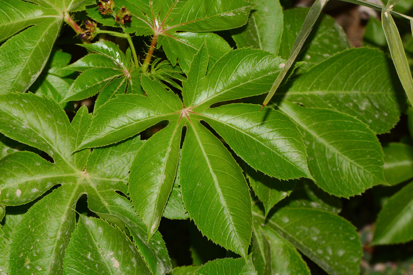 Изображение особи Jatropha gossypiifolia.