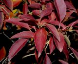 Forsythia europaea