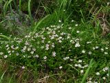 Claytonia sarmentosa