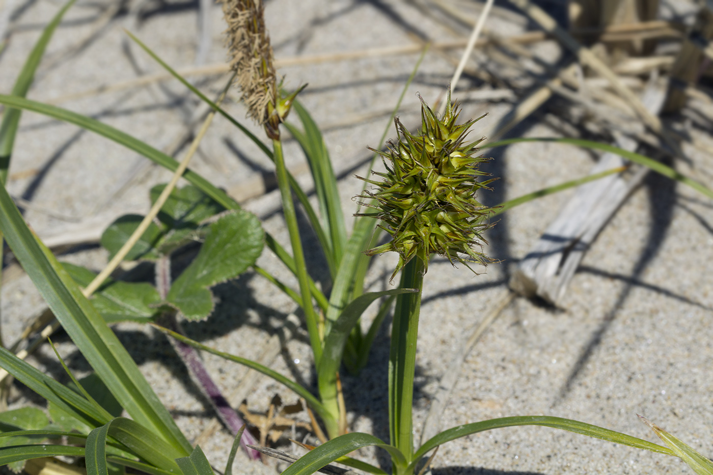 Изображение особи Carex macrocephala.