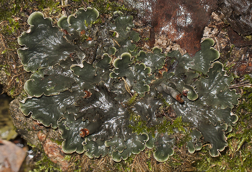 Image of genus Peltigera specimen.