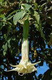 Brugmansia arborea. Цветок, бутоны и листья. Испания, автономное сообщество Галисия, провинция А-Корунья, г. А-Корунья, озеленение. Июль.