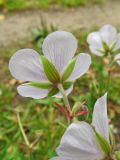Geranium pratense. Цветок (гипохромная форма), вид co стороны чашечки. Беларусь, Гродненская обл., Новогрудский р-н, Кошелевский сельсовет, дер. Скрыдлево, обочина асфальтированной дороги, злаковый свежий луг. 24.07.2017.