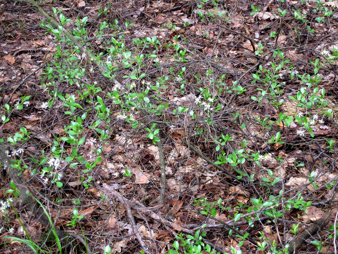 Image of Cerasus fruticosa specimen.