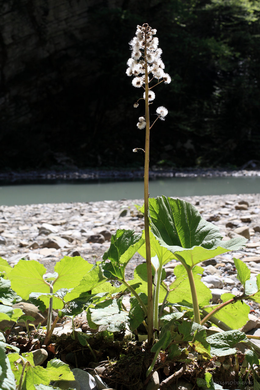 Image of Petasites albus specimen.