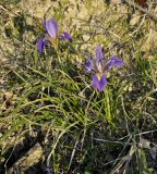 Iris unguicularis ssp. carica