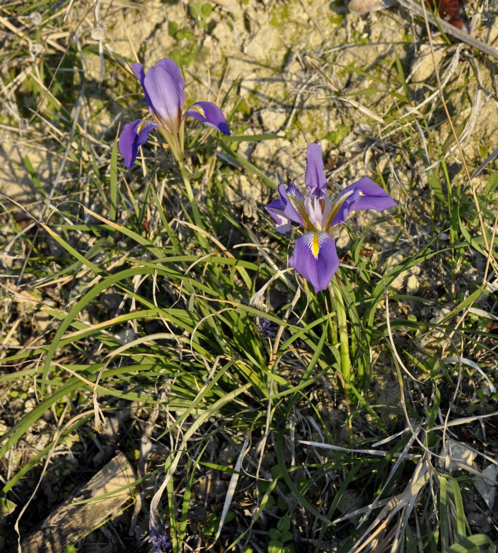Image of Iris unguicularis ssp. carica specimen.