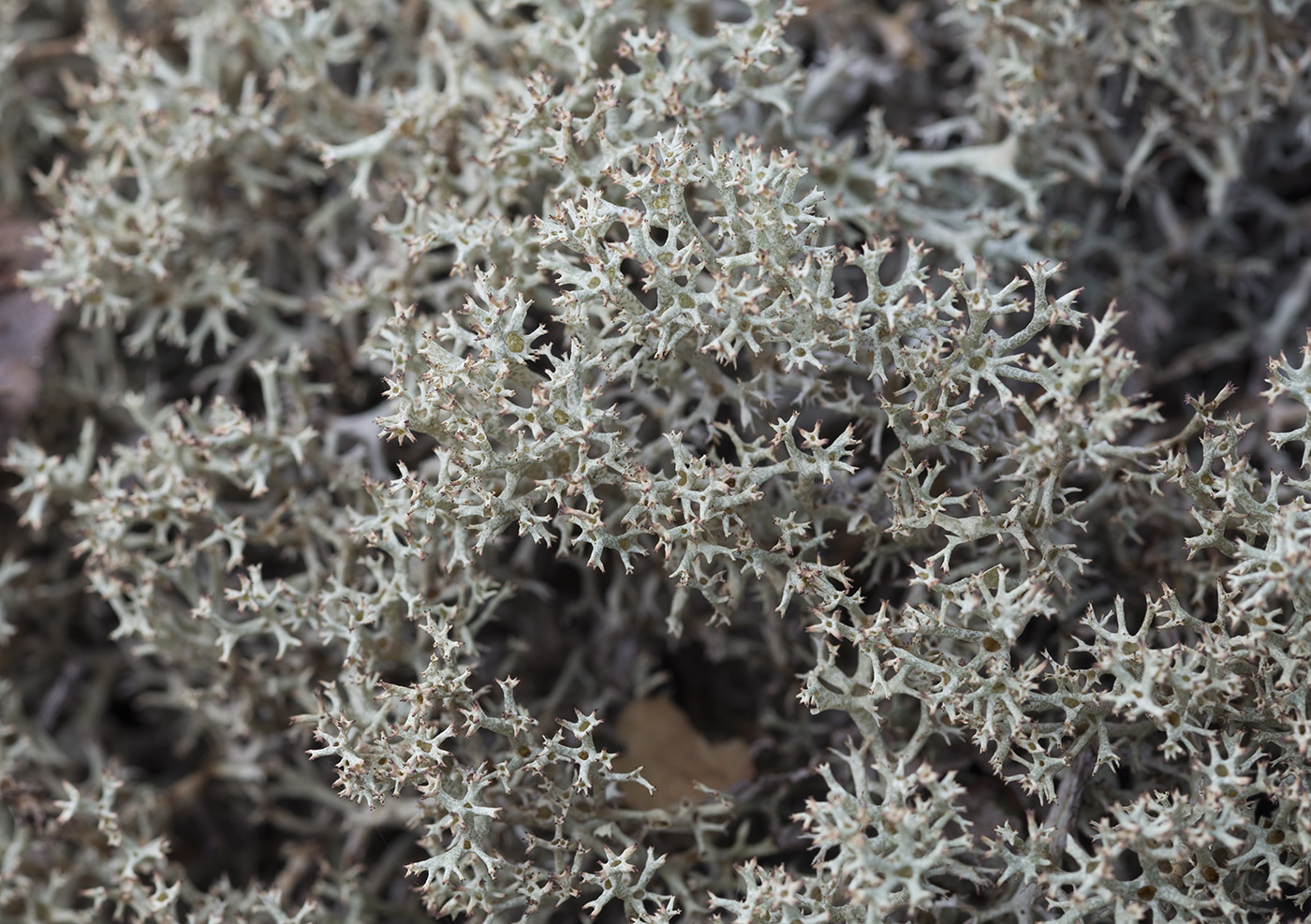 Изображение особи Cladonia uncialis.