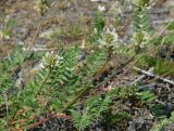 Astragalus inopinatus