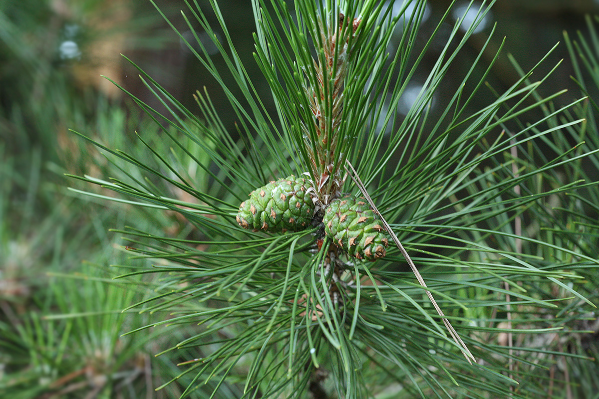 Изображение особи Pinus tabuliformis.