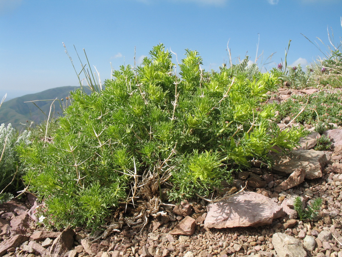 Image of Lagochilus occultiflorus specimen.