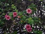 Allamanda blanchetii. Верхушка ветви с цветками. Малайзия, Куала-Лумпур, в культуре. 13.05.2017.