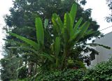 Musa acuminata. Цветущее и плодоносящее растение. Малайзия, о-в Пенанг, окр. г. Джорджтаун, в культуре. 05.05.2017.