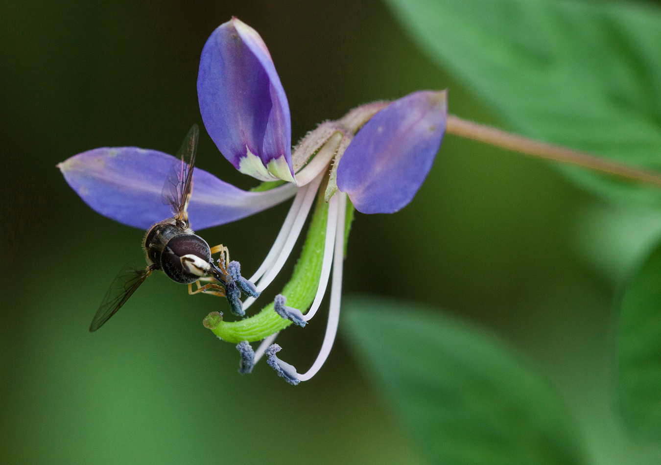 Изображение особи Cleome rutidosperma.