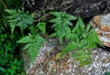 Davallia denticulata. Вайи. Малайзия, о-в Пенанг, окр. г. Джорджтаун, на камнях. 07.05.2017.