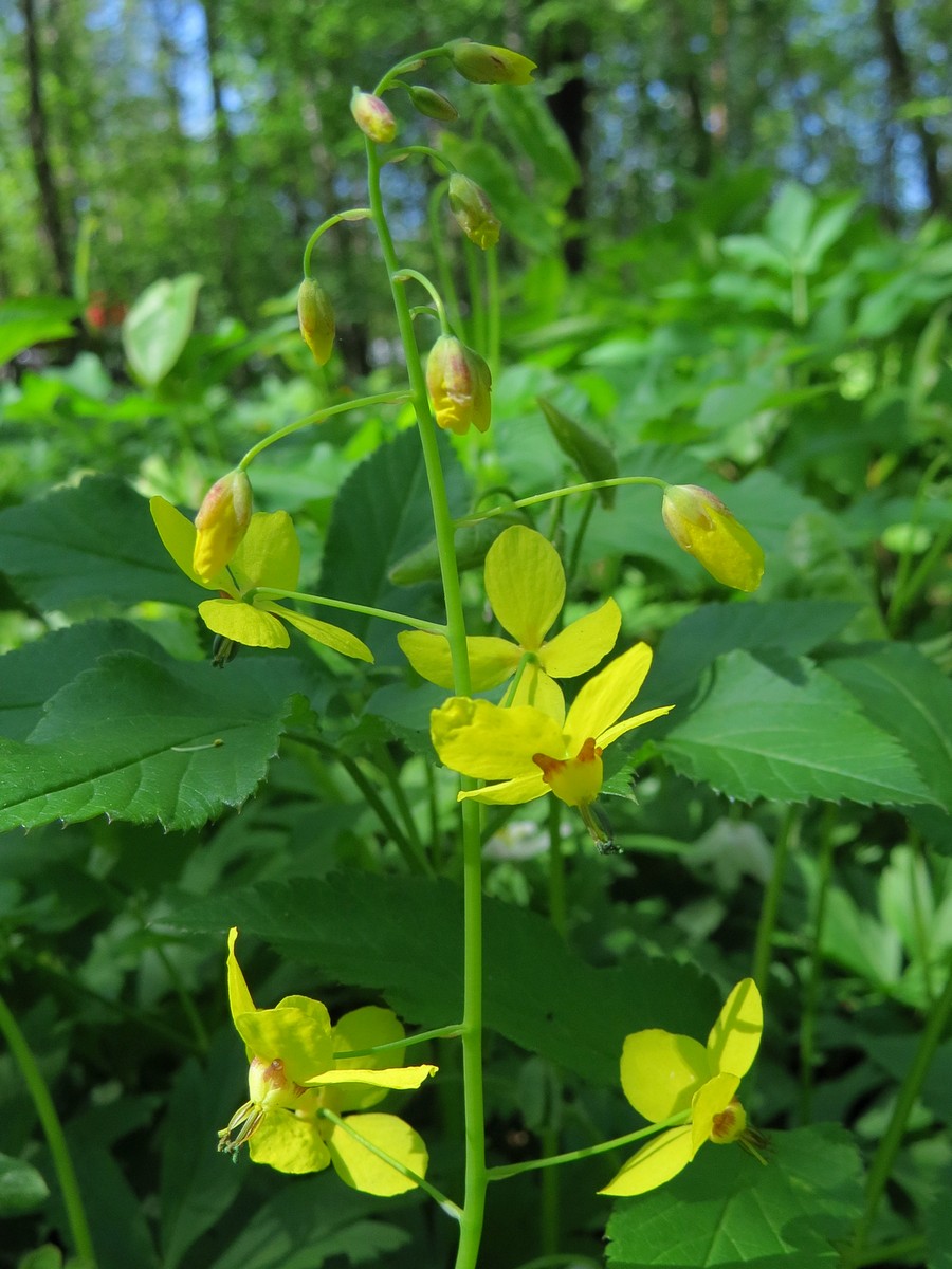 Image of Epimedium colchicum specimen.