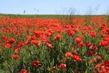 Papaver rhoeas