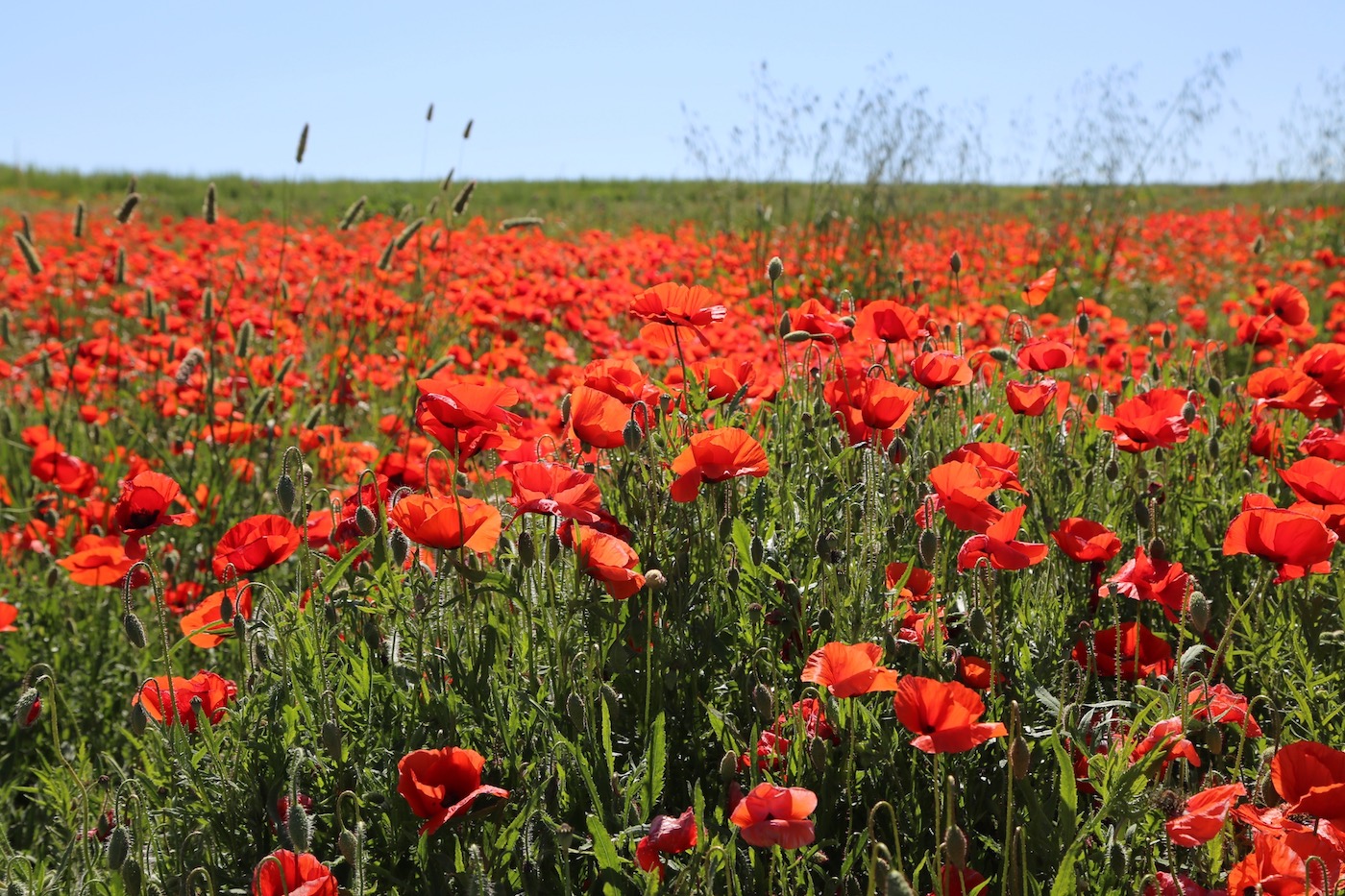 Изображение особи Papaver rhoeas.