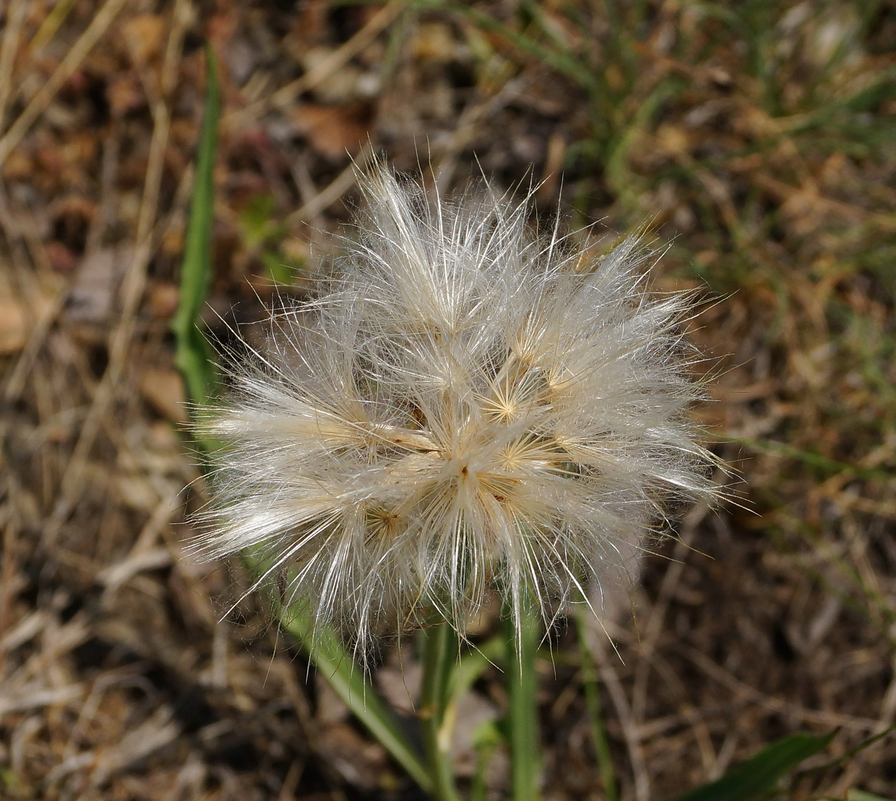 Image of Scorzonera austriaca specimen.