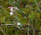 Andromeda polifolia