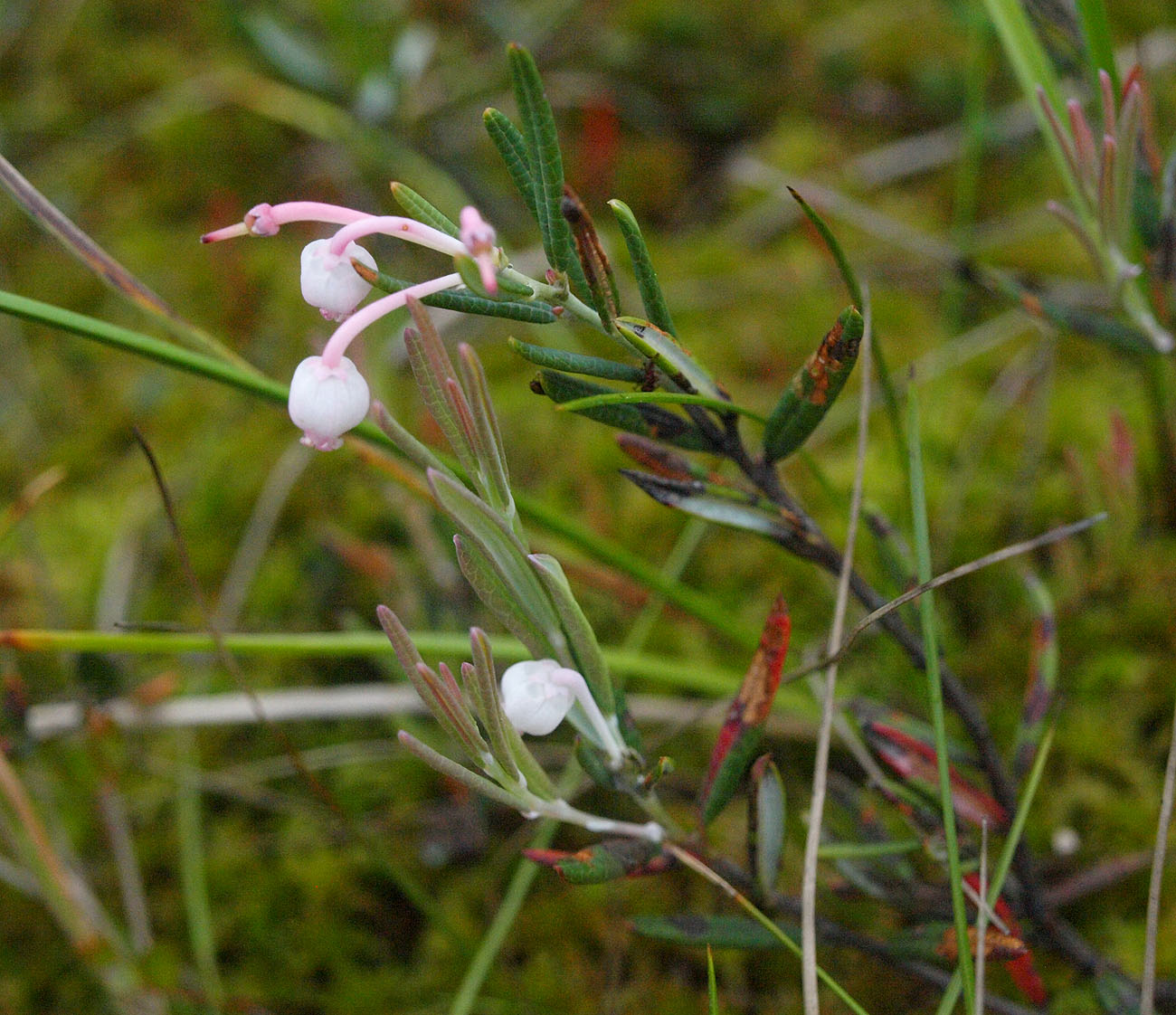 Изображение особи Andromeda polifolia.