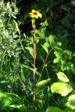 Rudbeckia triloba