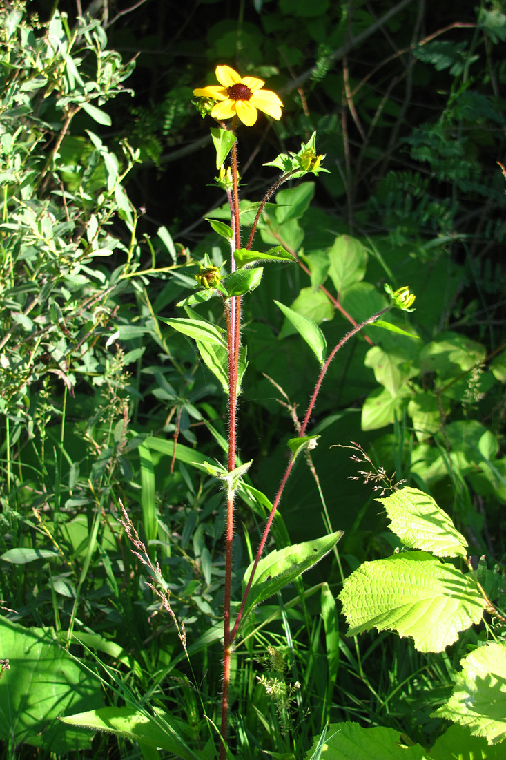 Image of Rudbeckia triloba specimen.