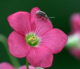 Oxalis tetraphylla