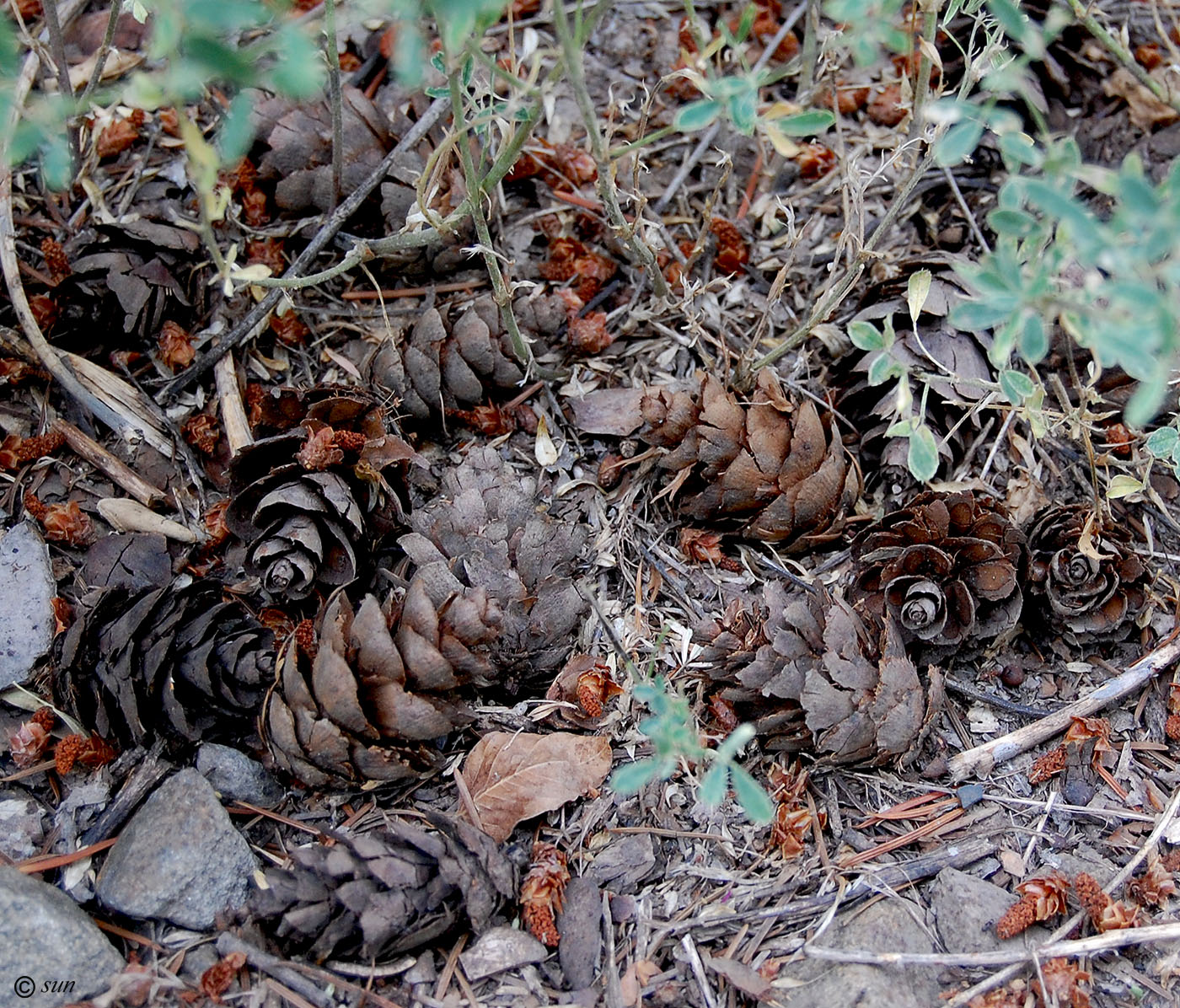 Изображение особи Pseudotsuga menziesii.