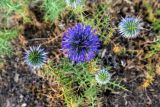 Echinops adenocaulos