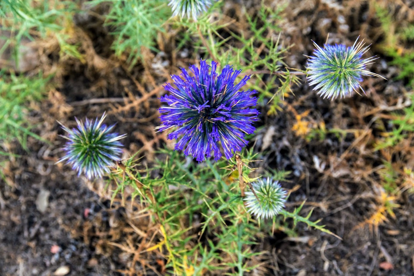 Изображение особи Echinops adenocaulos.