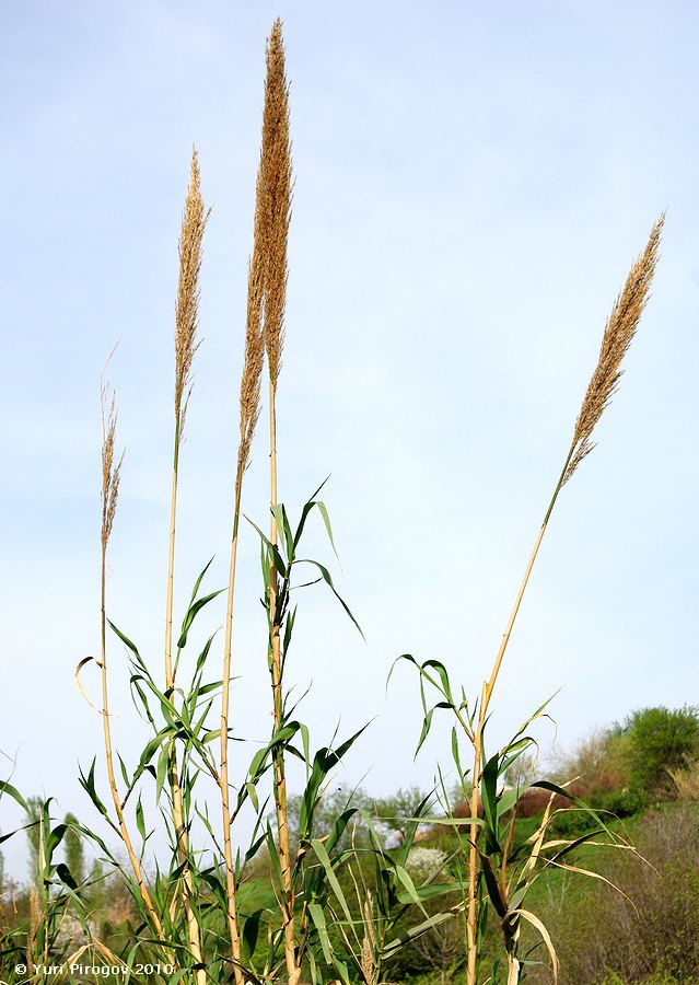 Изображение особи Arundo donax.