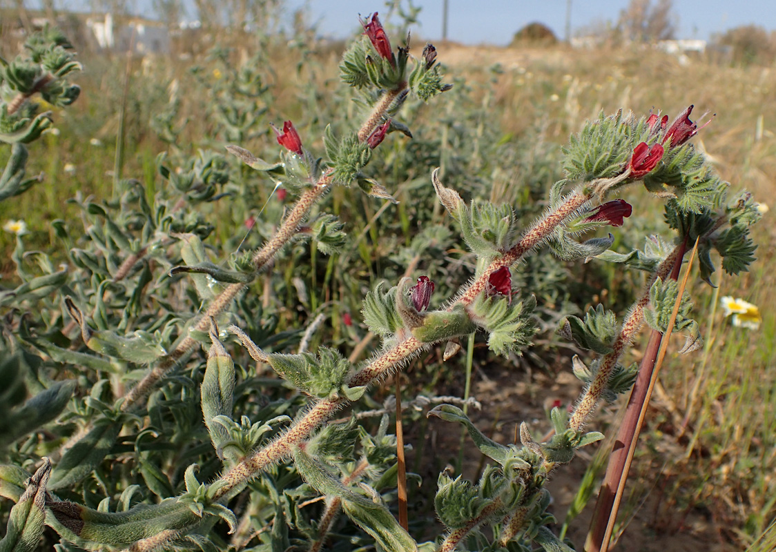 Изображение особи Echium angustifolium.