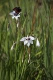 Gladiolus murielae